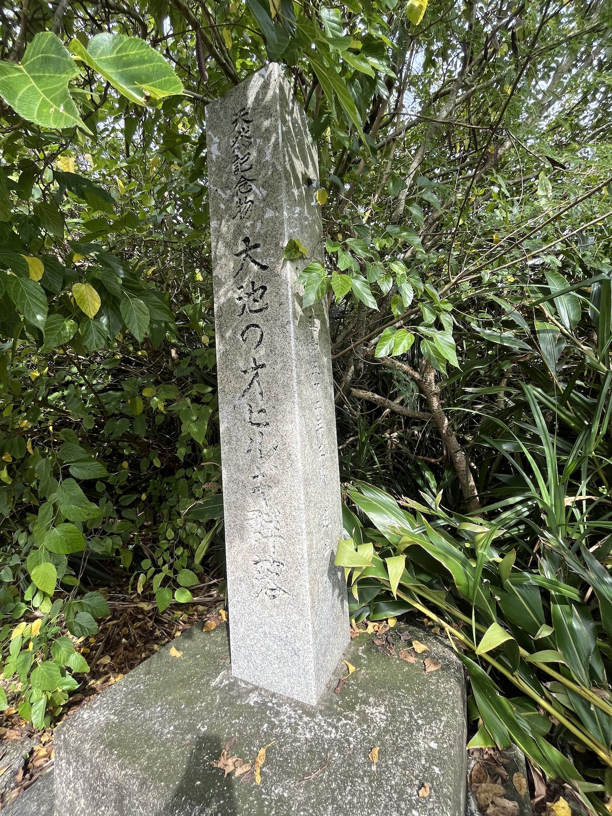 大池のオヒルギ群落